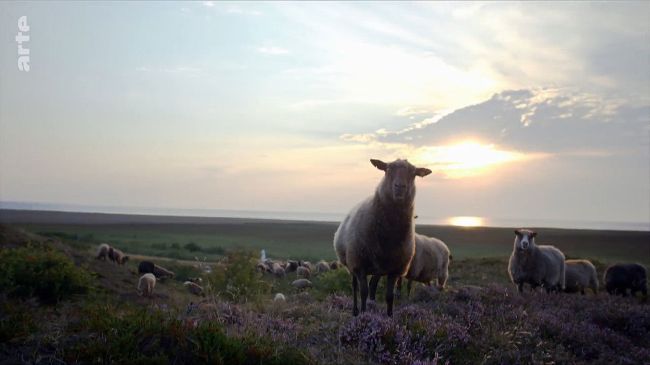 Sylt - Wellen, Wind und Watt backdrop