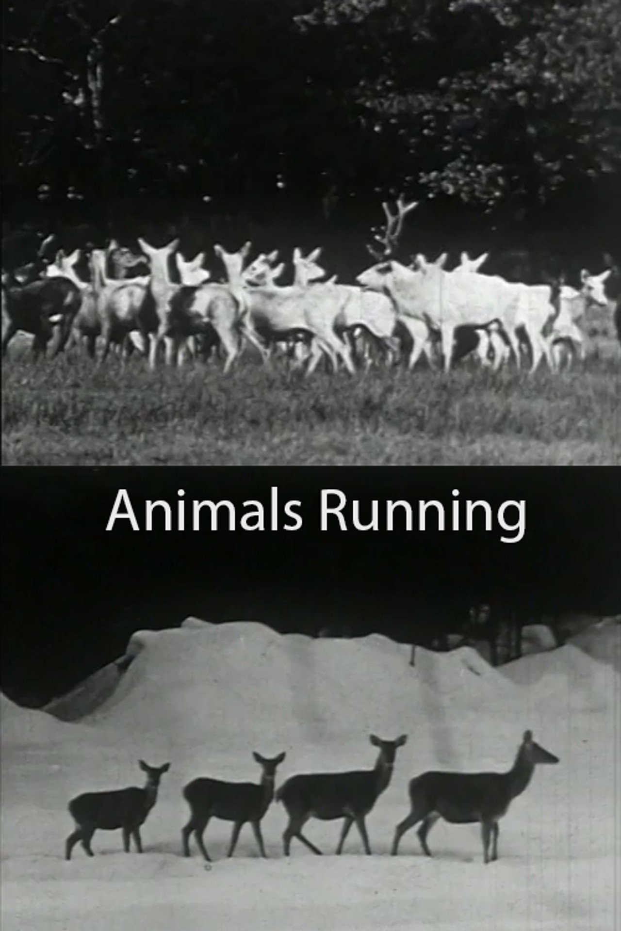 Animals Running filmaffisch