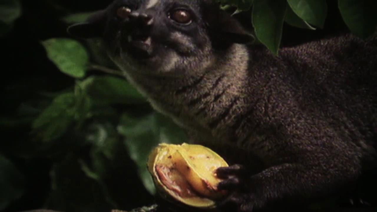 World's Weirdest — Épisode 4