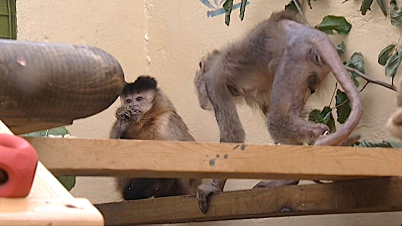 Monkey Business — Épisode 6