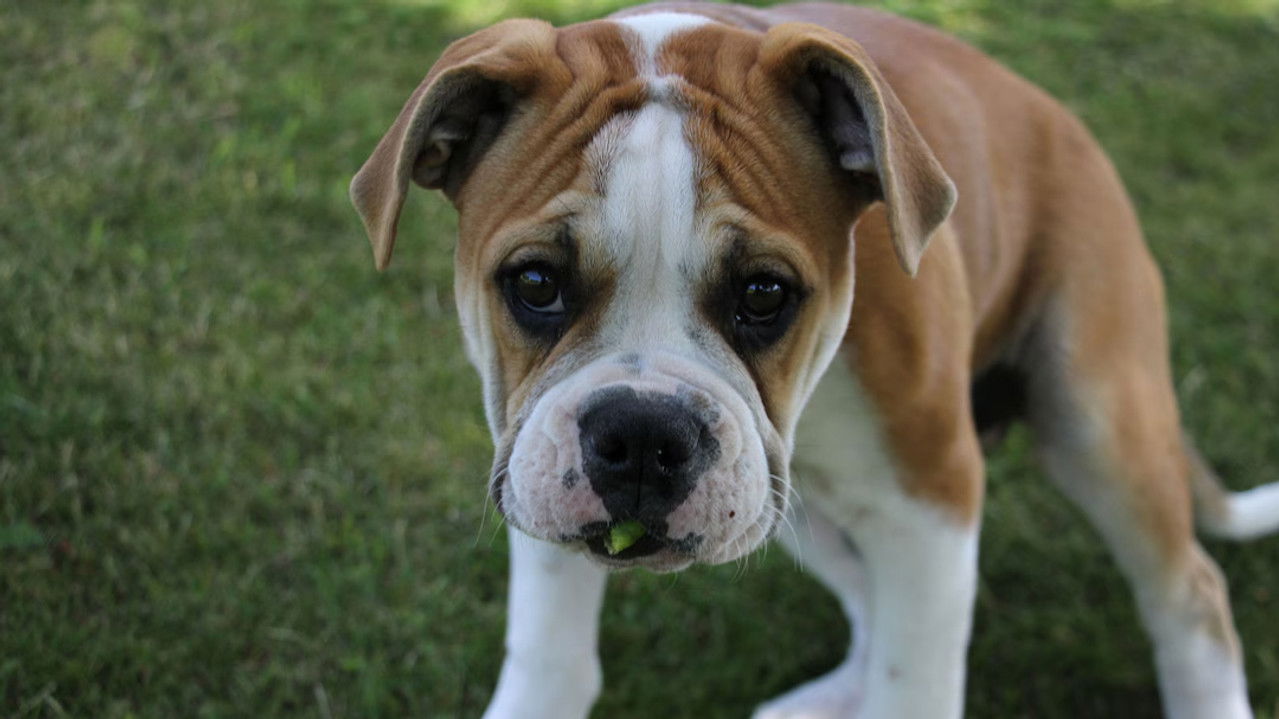 Mitt liv som valp — Épisode 1