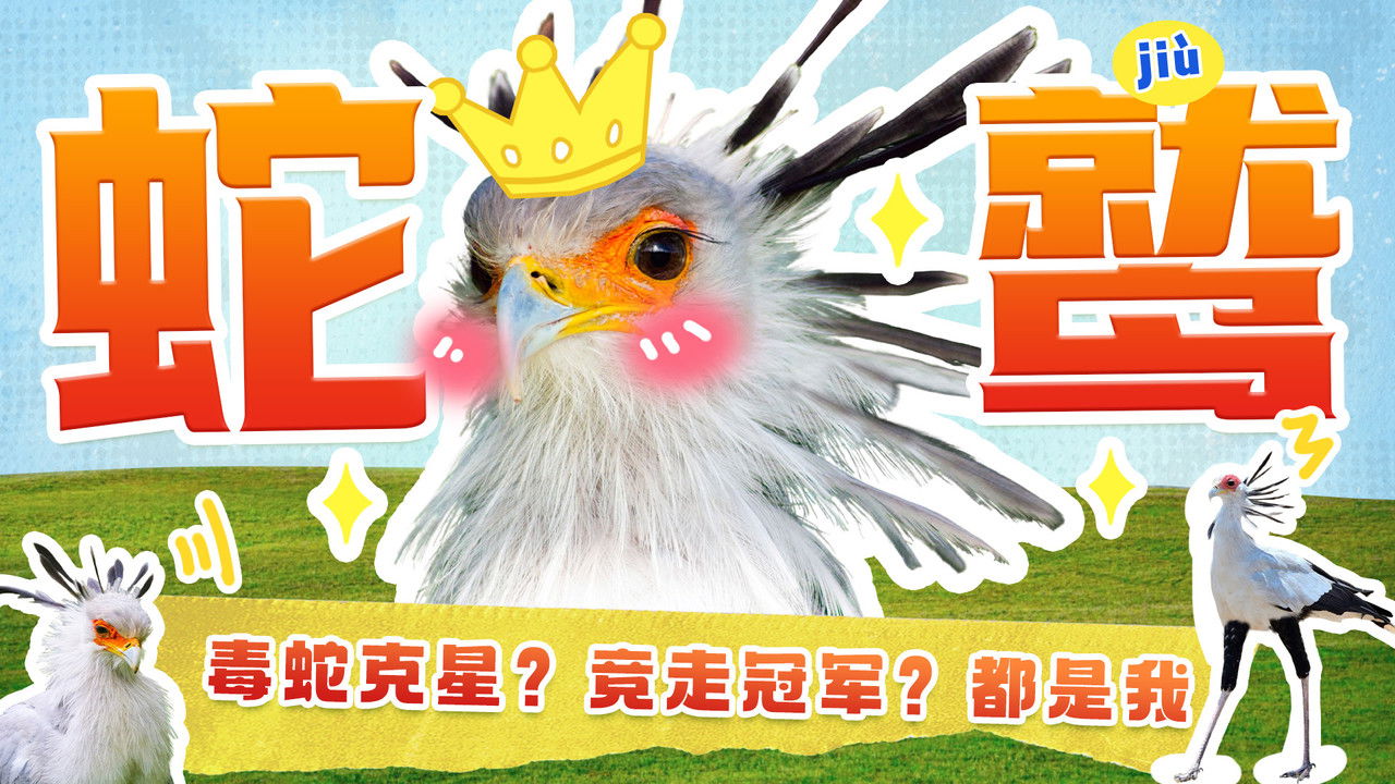 斑马百科探索 — Épisode 41