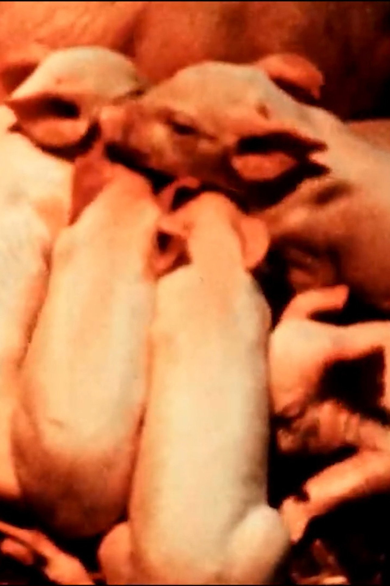 Scales of Being - Ed Emshwiller's Relativity filmaffisch