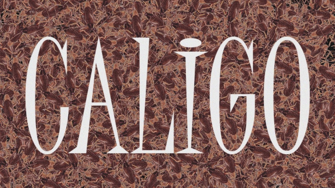 Caligo