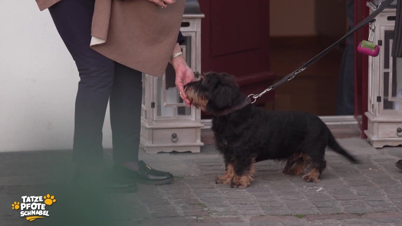 Tatze, Pfote, Schnabel - Season 1 Episode 27 : Episode 27