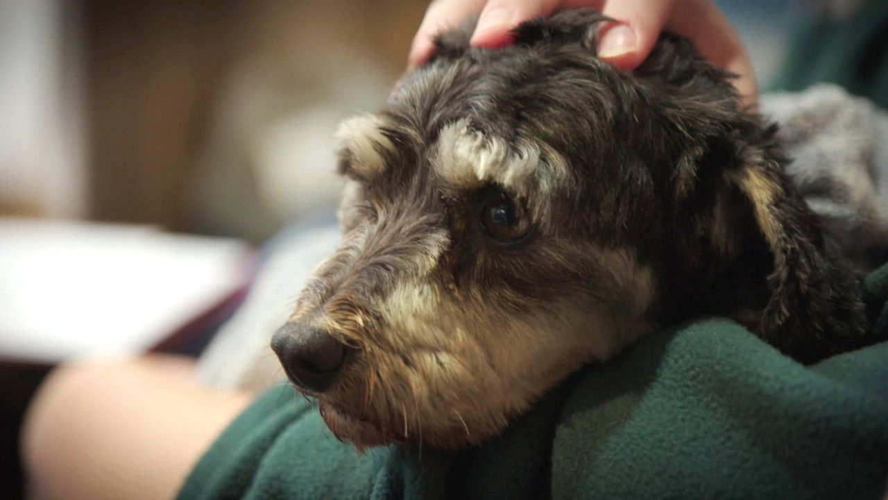 The Dog House NZ — Épisode 3