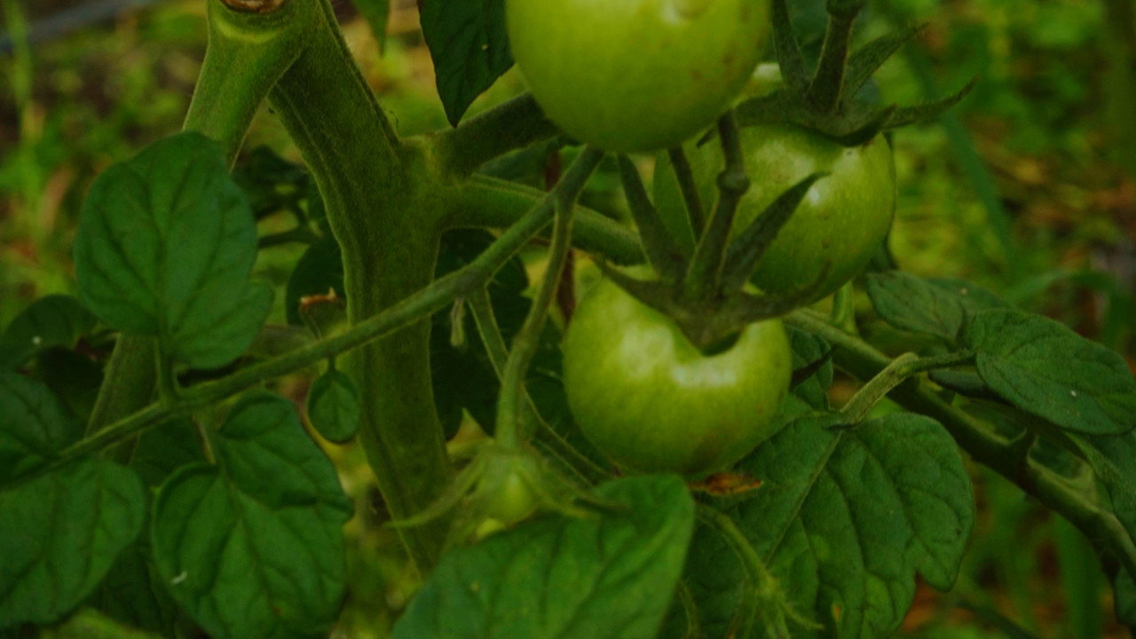 The Happy Pear: Living Like You're Going To Die still 4