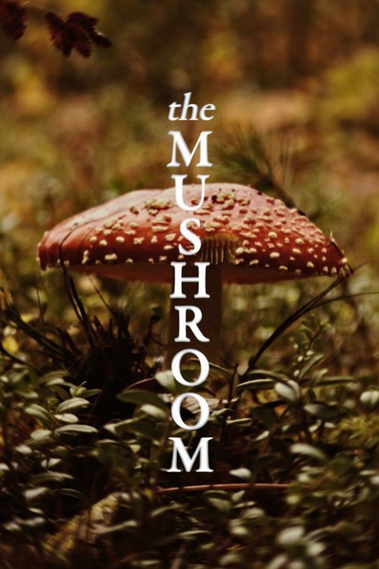 The Mushroom Backdrop