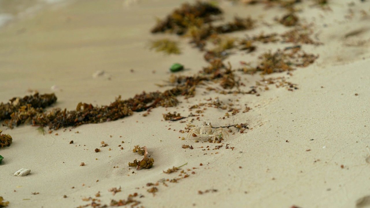 Robinson - Season 25 Episode 47 : Episode 47