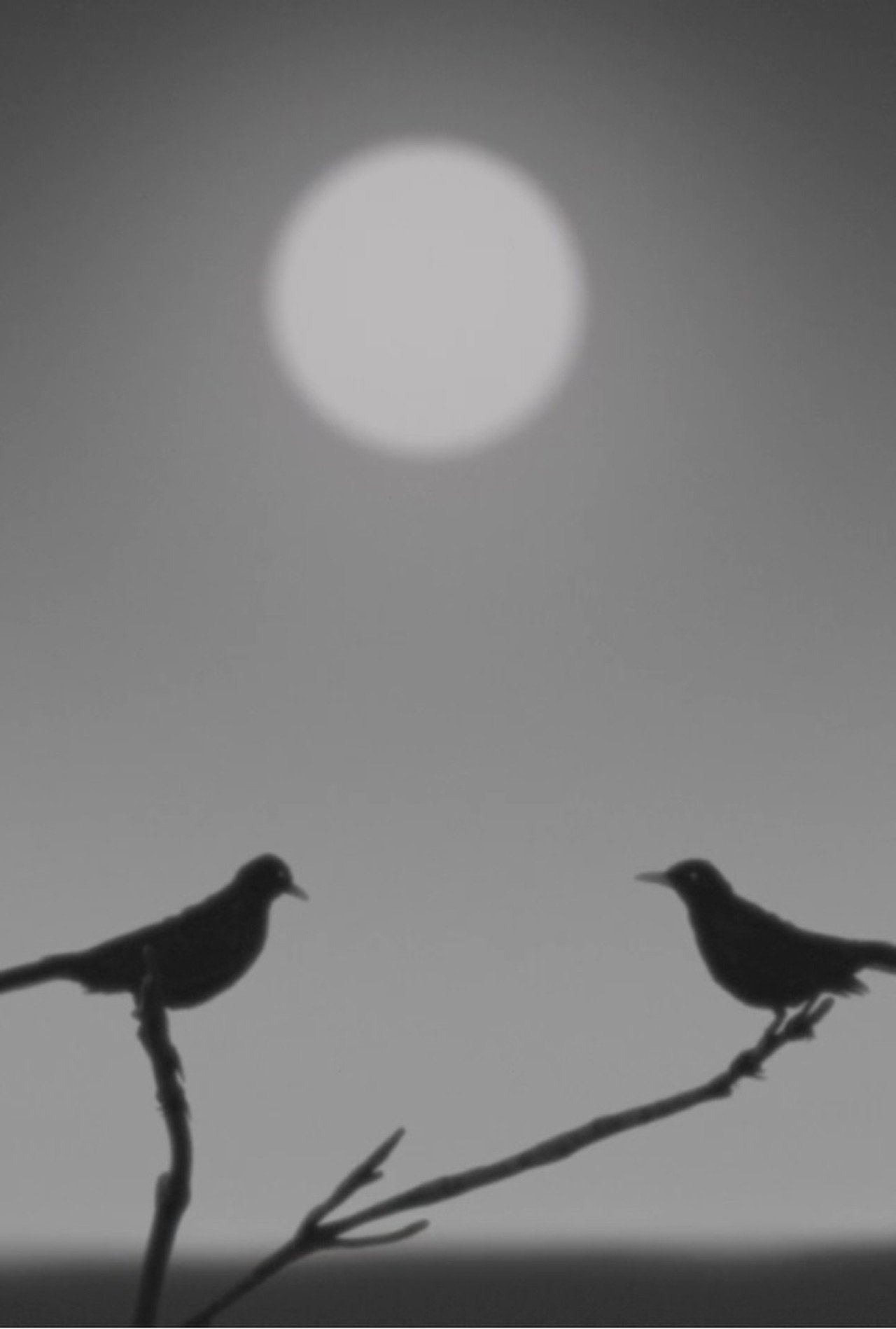 Birdsong filmaffisch