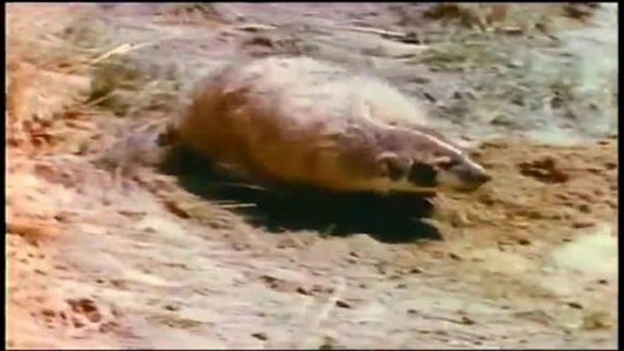 Mutual of Omaha's Wild Kingdom — Épisode 12