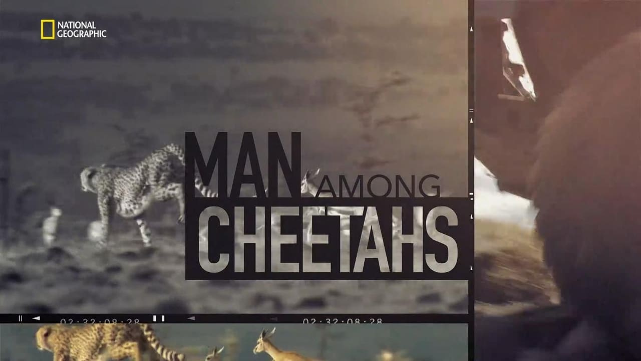 Man Among Cheetahs background