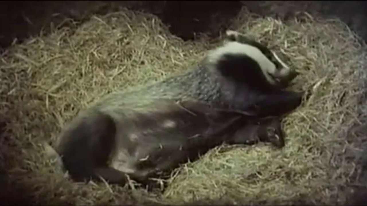 Wildlife on One — Épisode 2