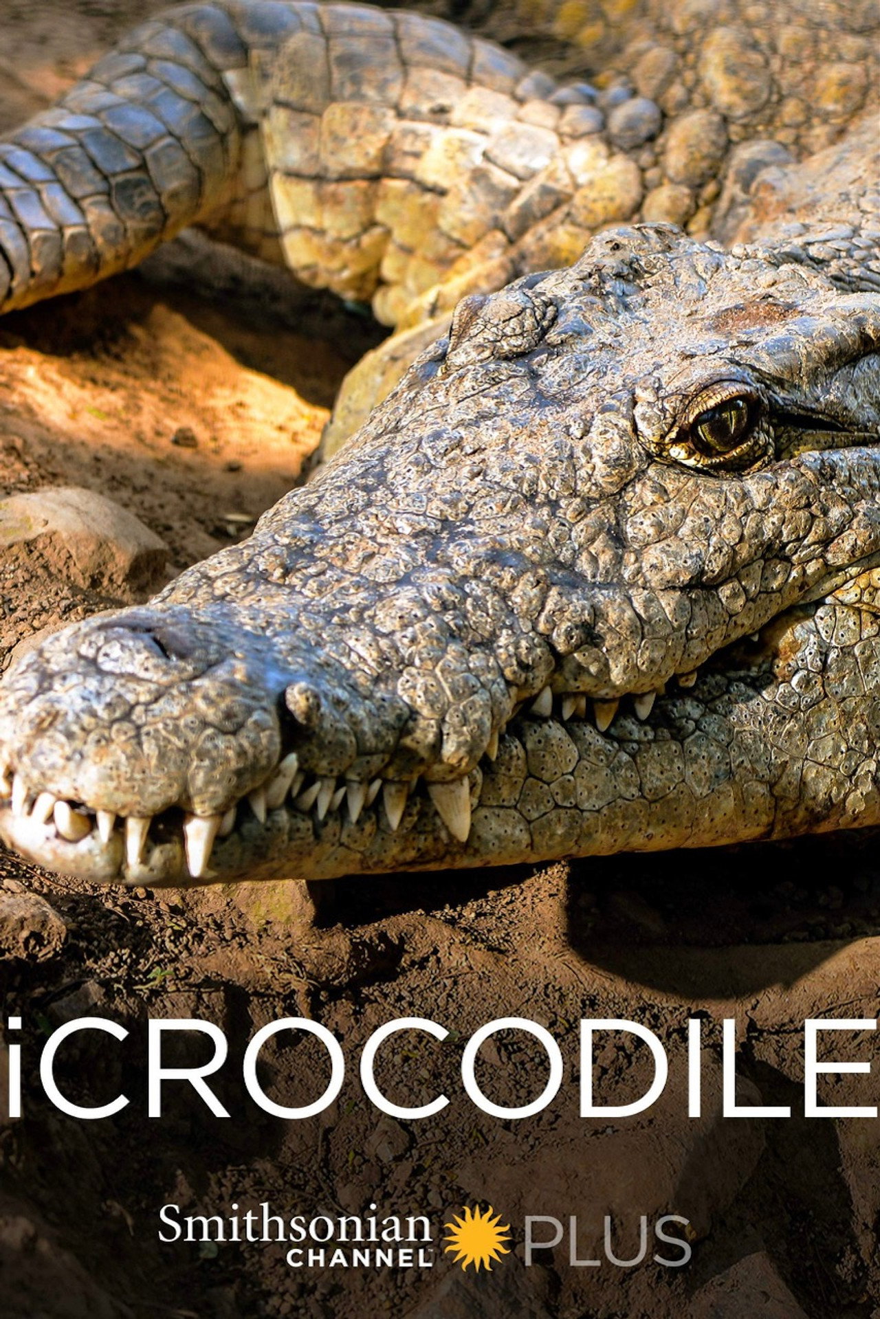 iCrocodile Backdrop