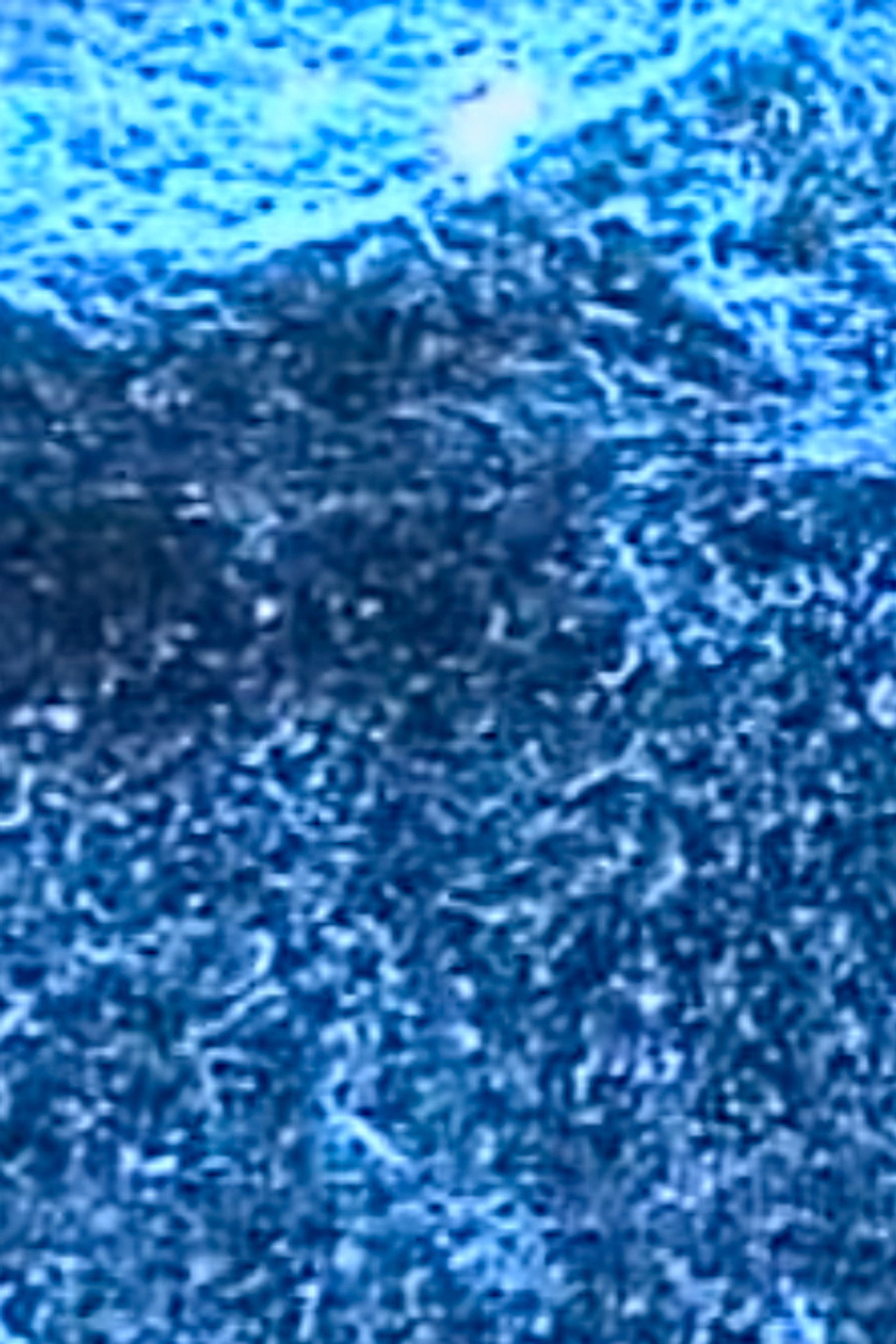 Microscopías Backdrop