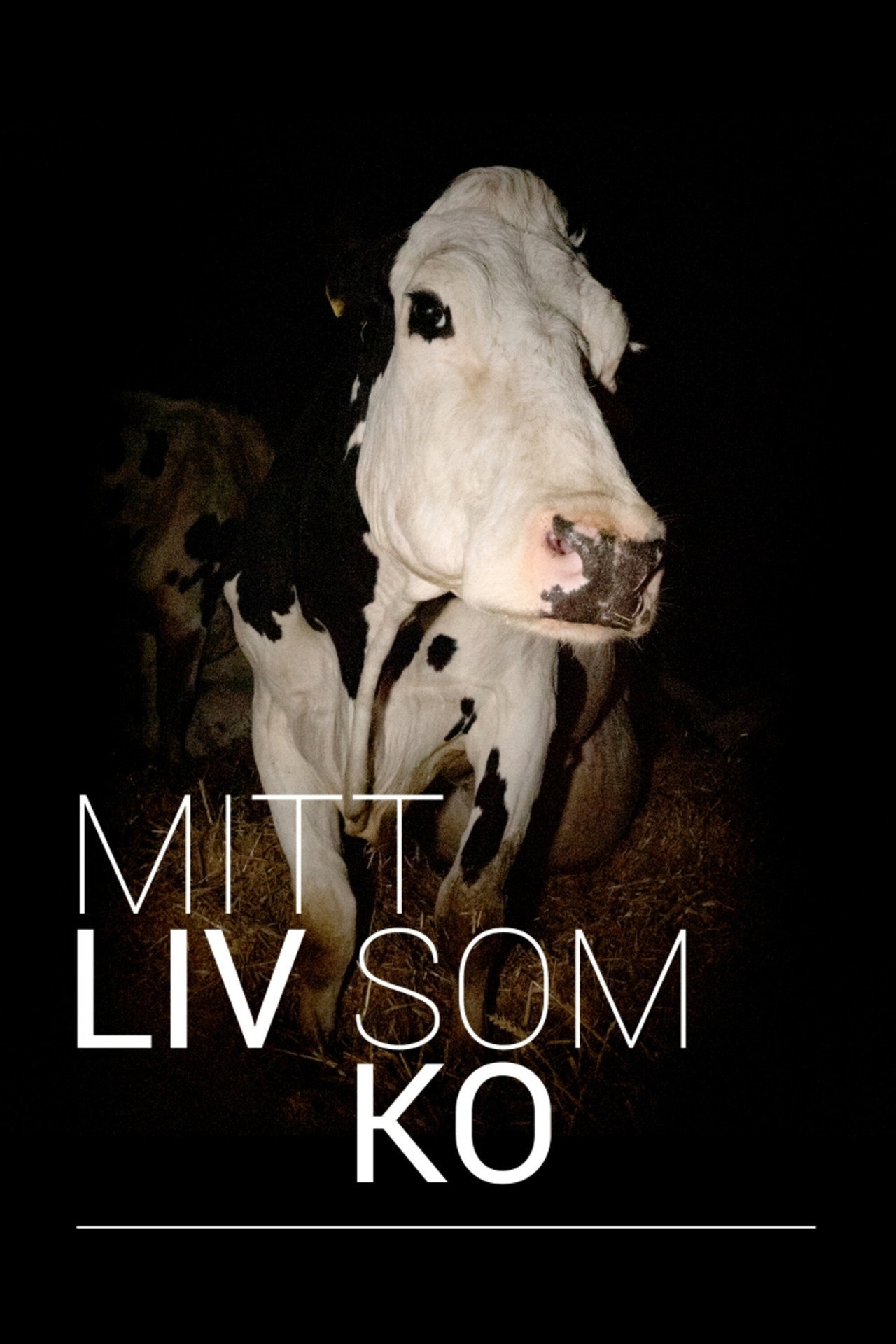 Mitt liv som ko filmaffisch