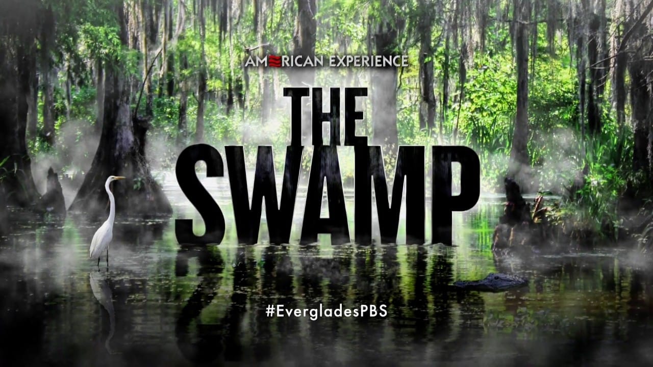 The Swamp background