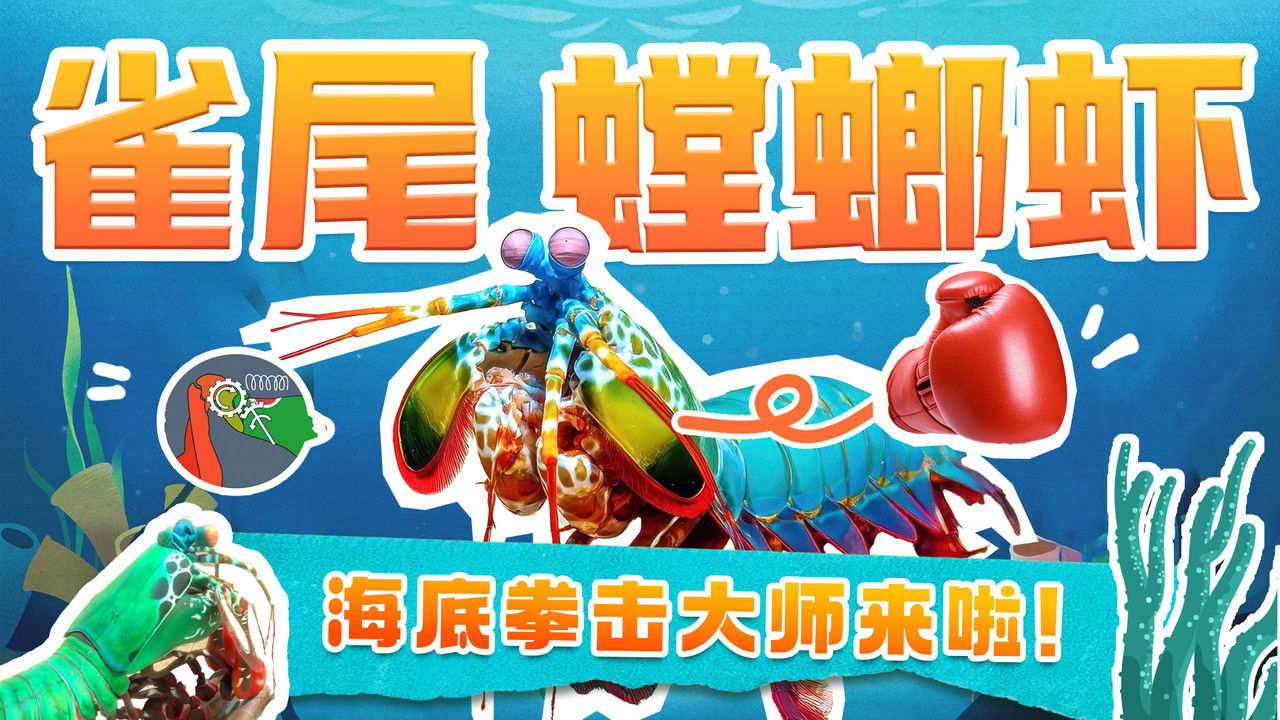 斑马百科探索 — Épisode 42