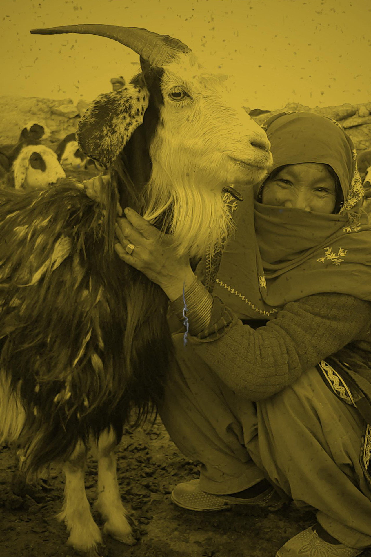 Qurut filmaffisch