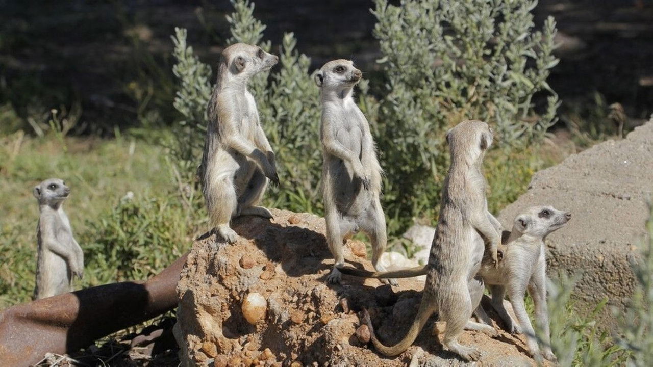 Paula und die wilden Tiere — Épisode 9