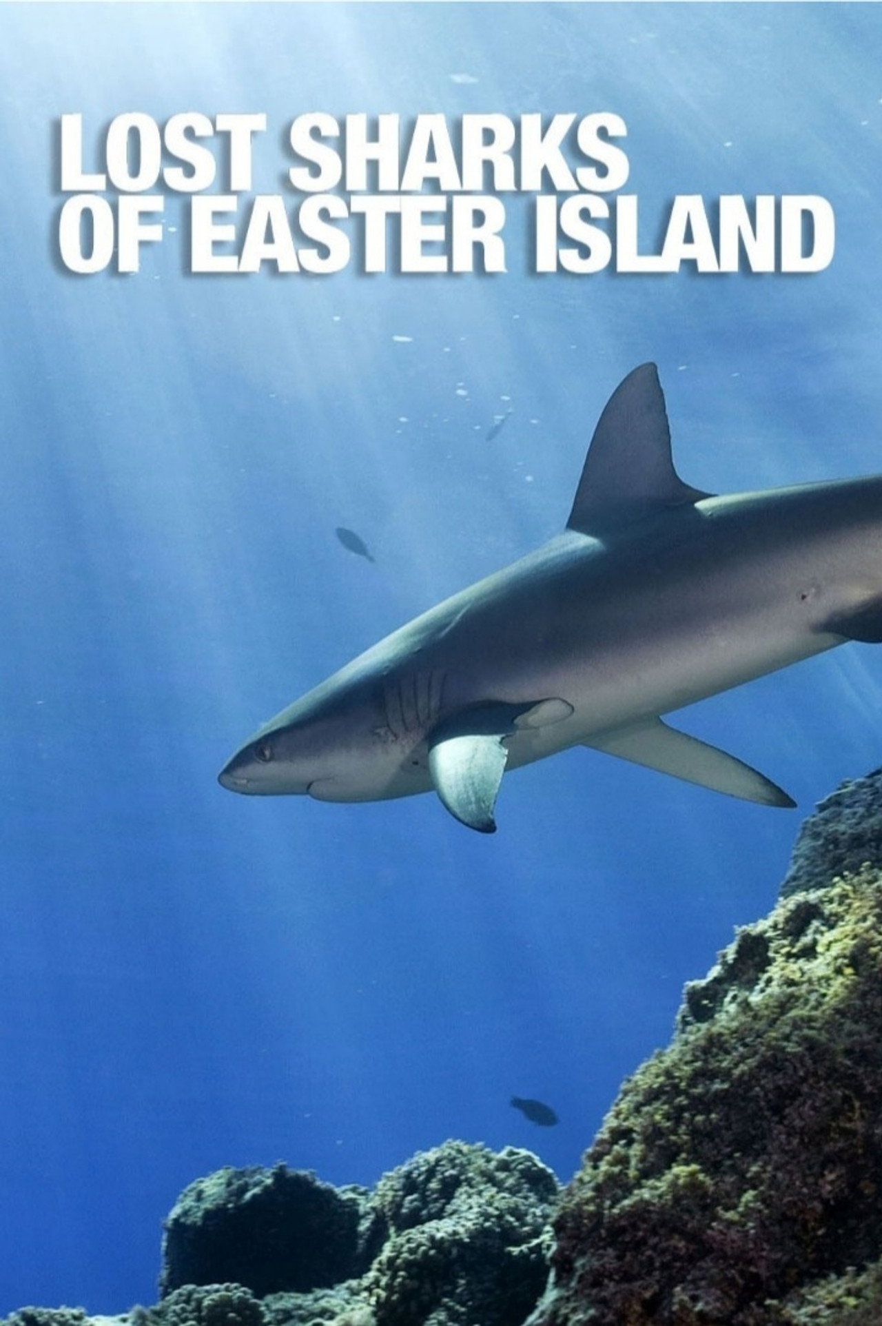 Lost Sharks of Easter Island filmaffisch