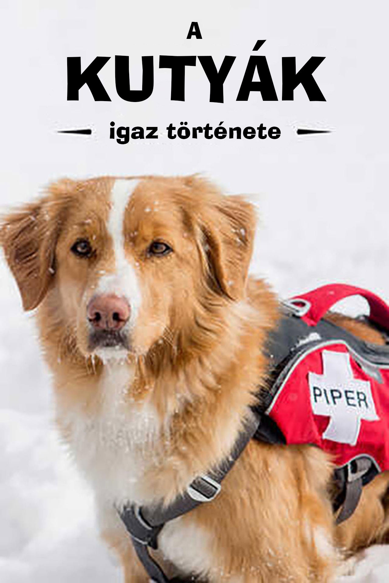 A kutyák igaz története – plakát 5