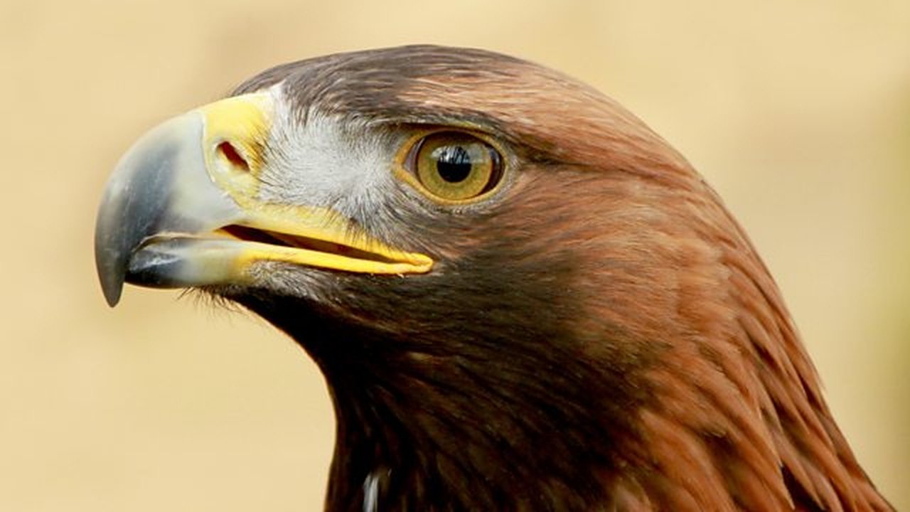 Springwatch - Season 14 Episode 6 : Episode 6