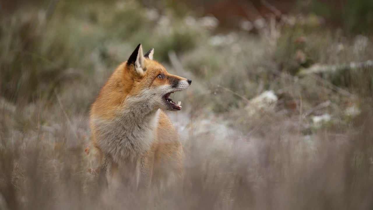 Scen från Wild