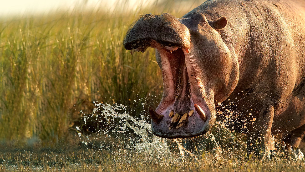 Wild Botswana backdrop