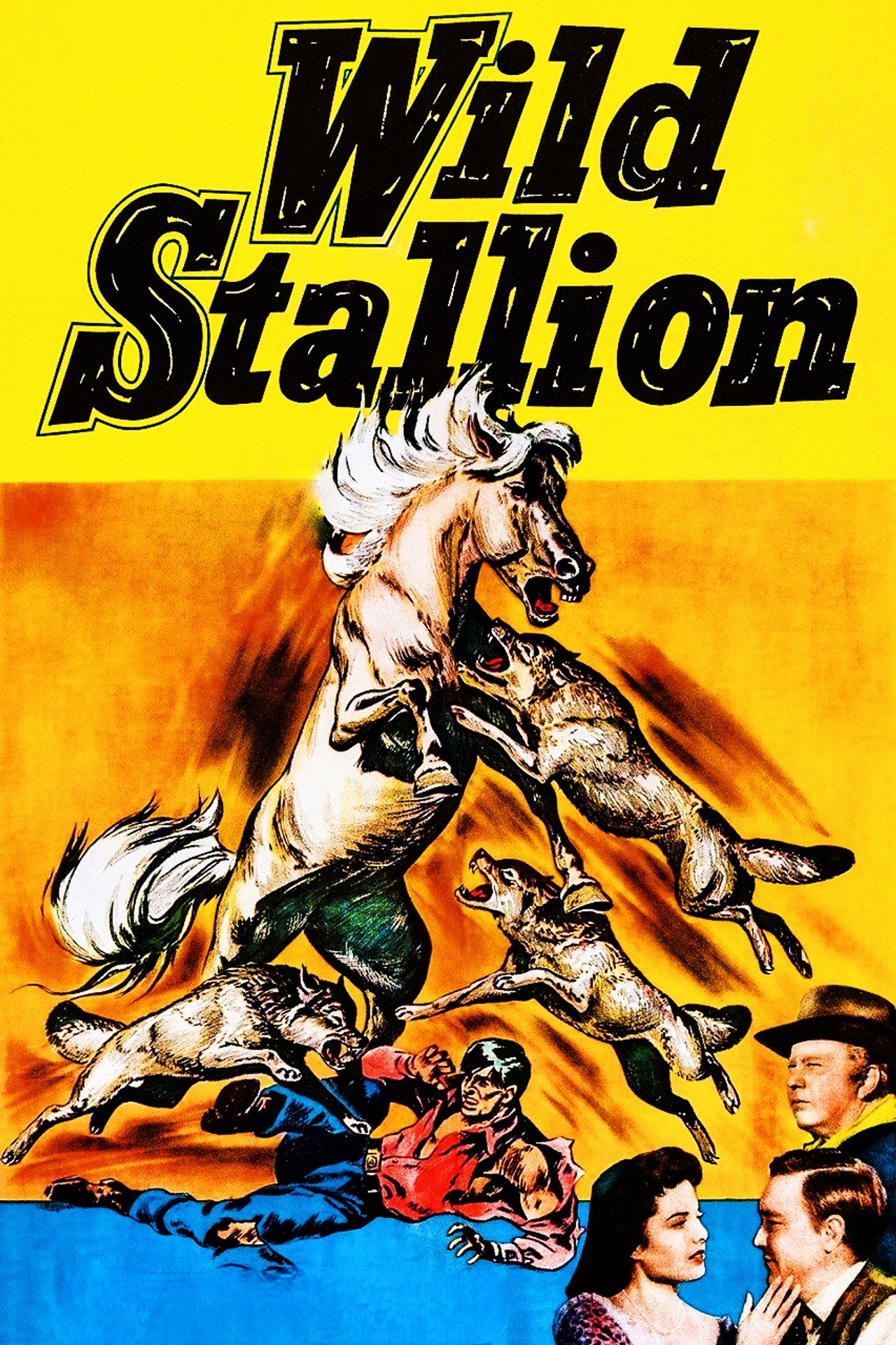 Wild Stallion