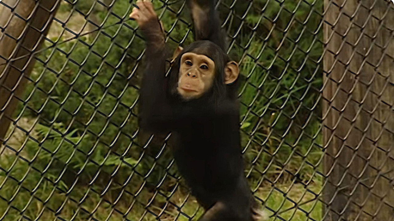 Monkey Business — Épisode 8