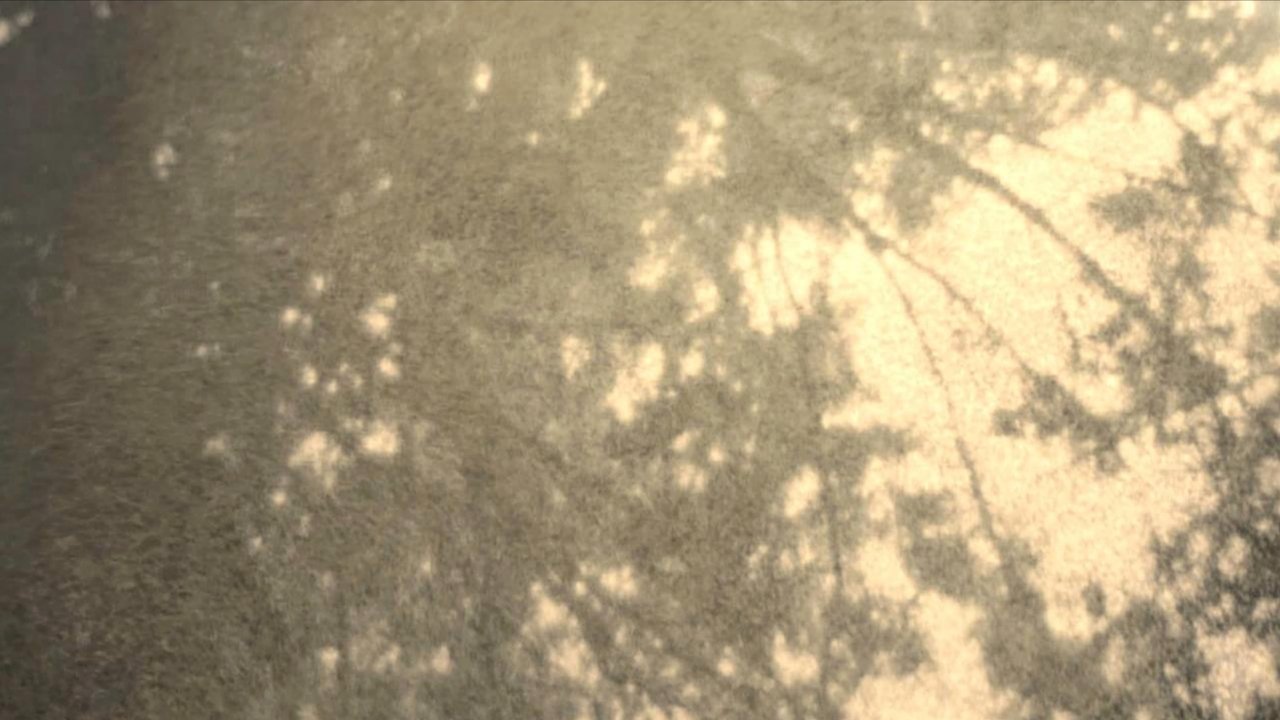 Wordless in Woods