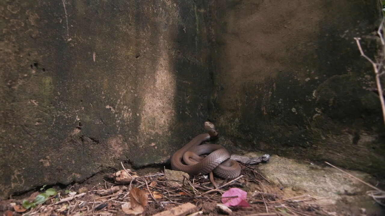 Snake City — Épisode 4