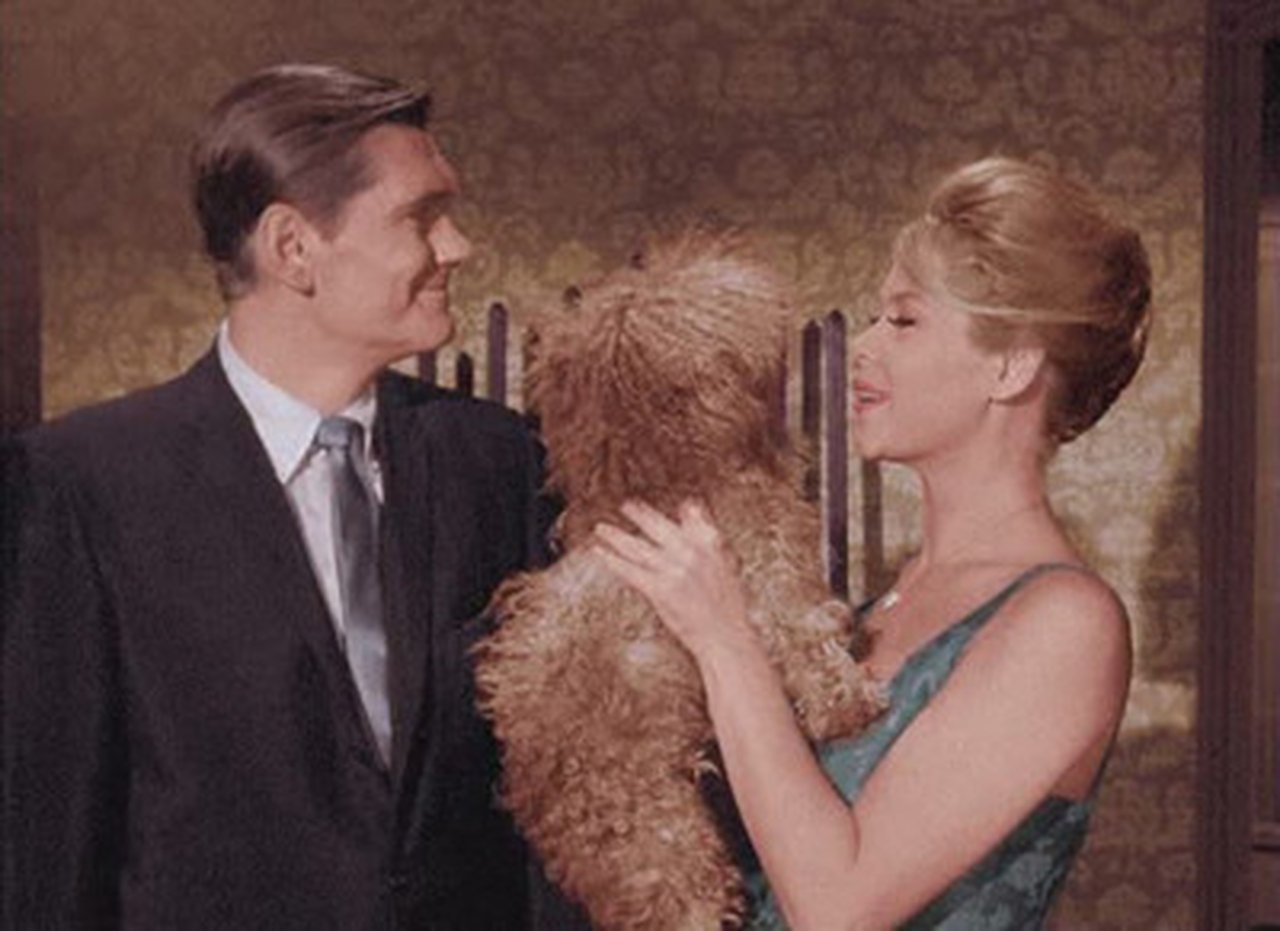 Bewitched - Season 1 Episode 3 : It Shouldn't Happen to a Dog