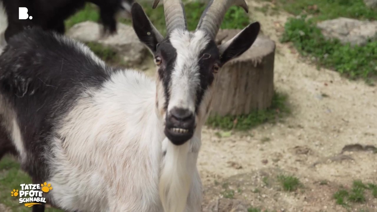 Tatze, Pfote, Schnabel - Season 3 Episode 18 : Episode 18