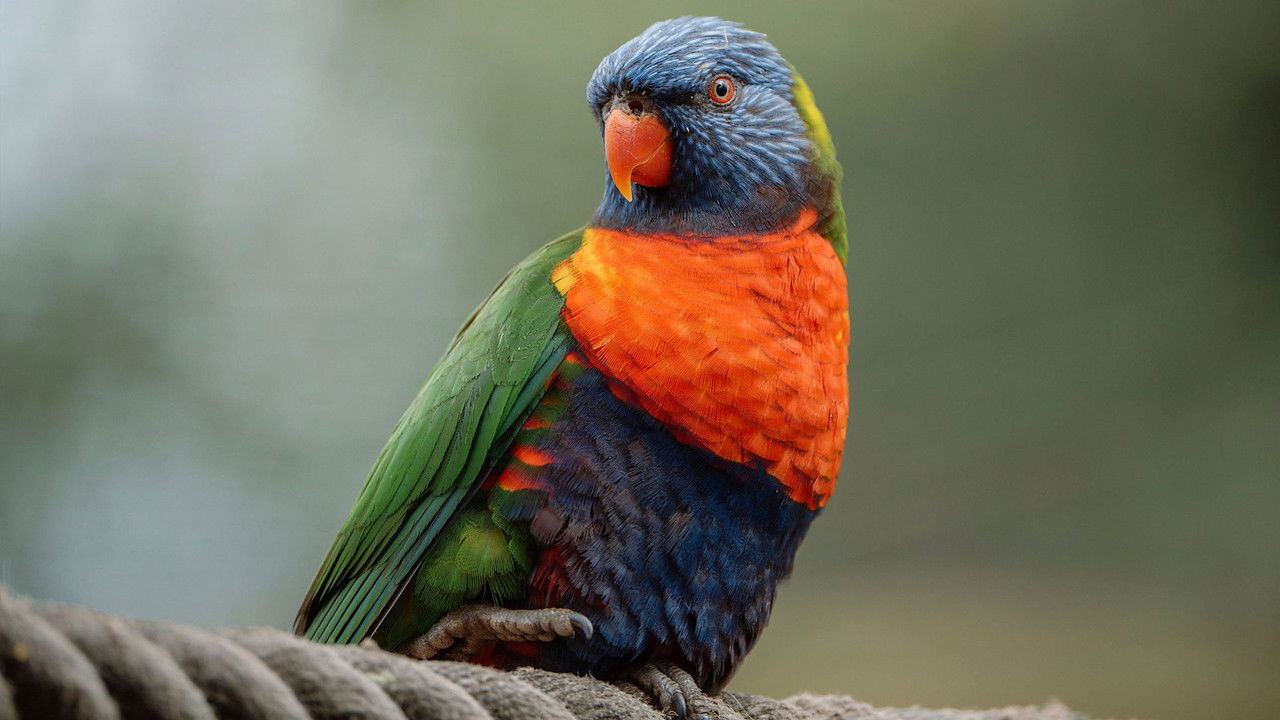 Animal Park — Épisode 3