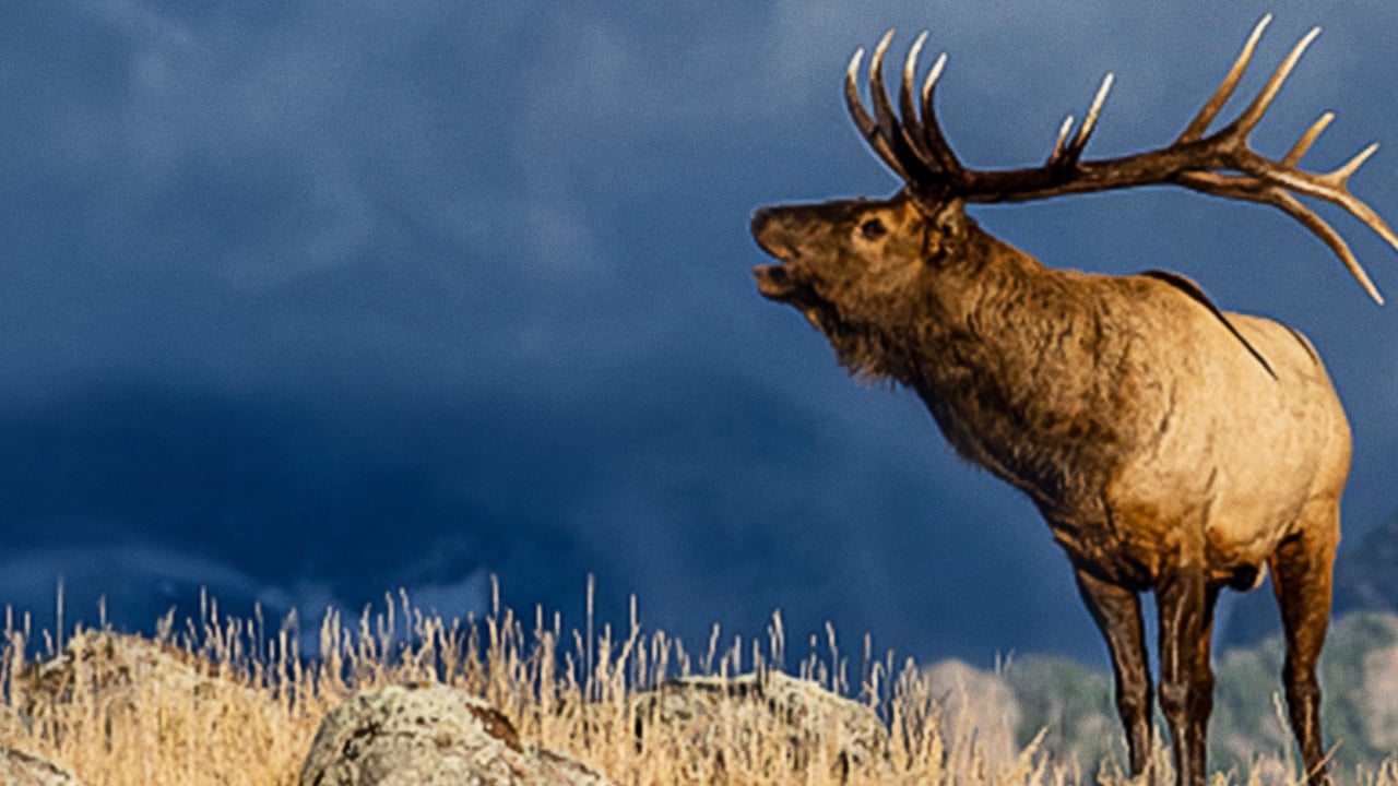 Scen från The Olympic Elk
