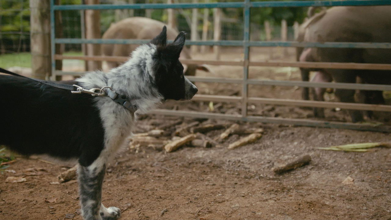 Un chef à la cabane — Épisode 4