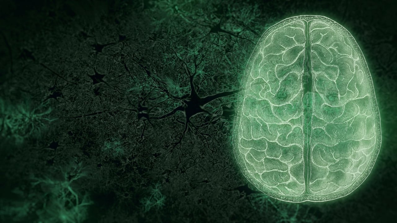 NOVA - Season 50 Episode 10 : Your Brain: Who's in Control? (2)