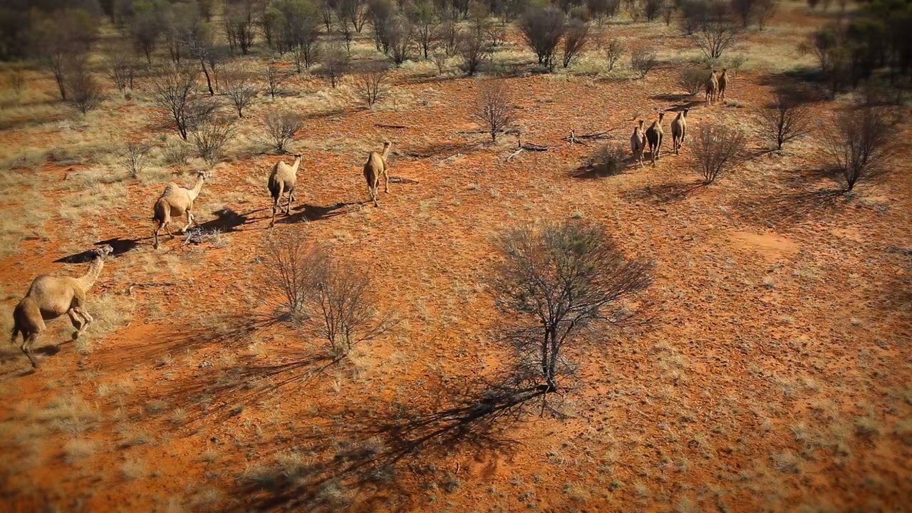 Camels in the Outback