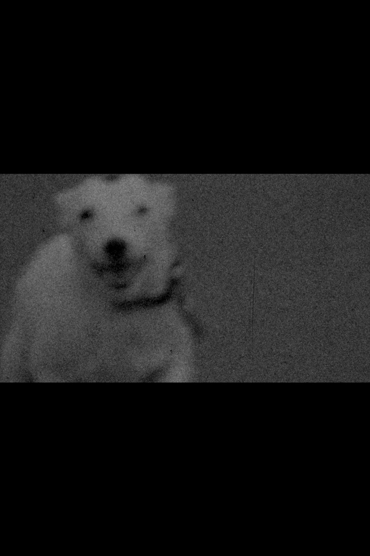 A Dog Called Discord A Dog Called Discord