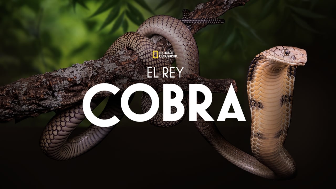 Secrets of the King Cobra background