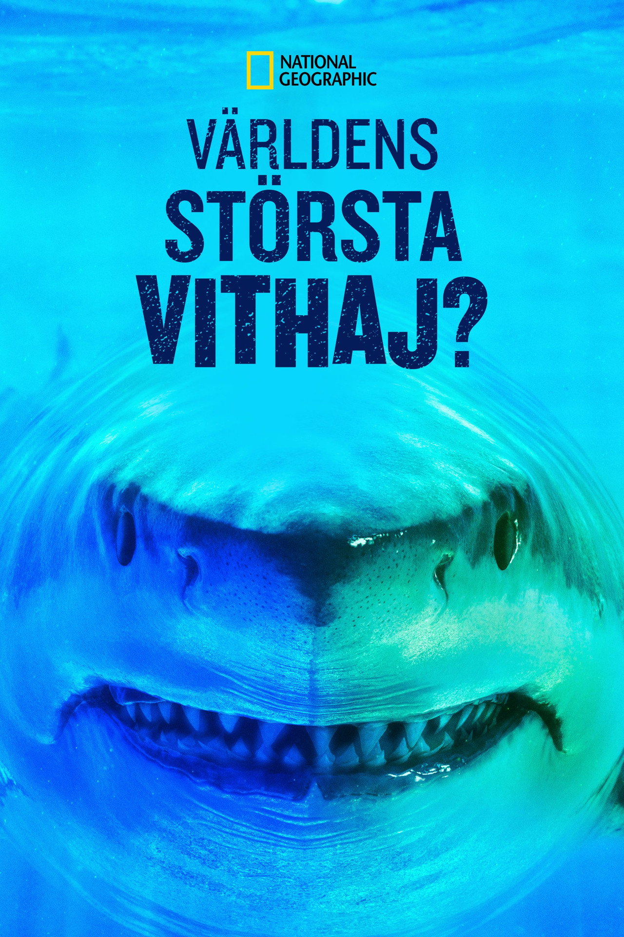 World's Biggest Great White? filmaffisch