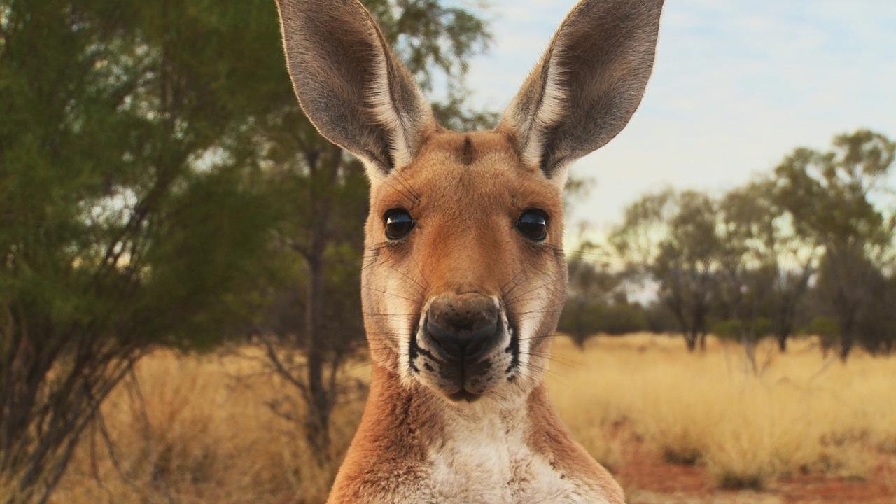 Kangaroo: A Love-Hate Story (2018)