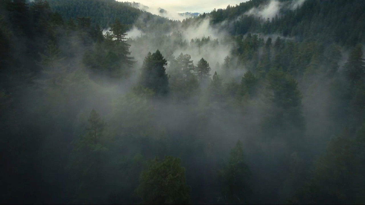 Immagine di copertina del trailer di The Dinosaurs: La vera storia