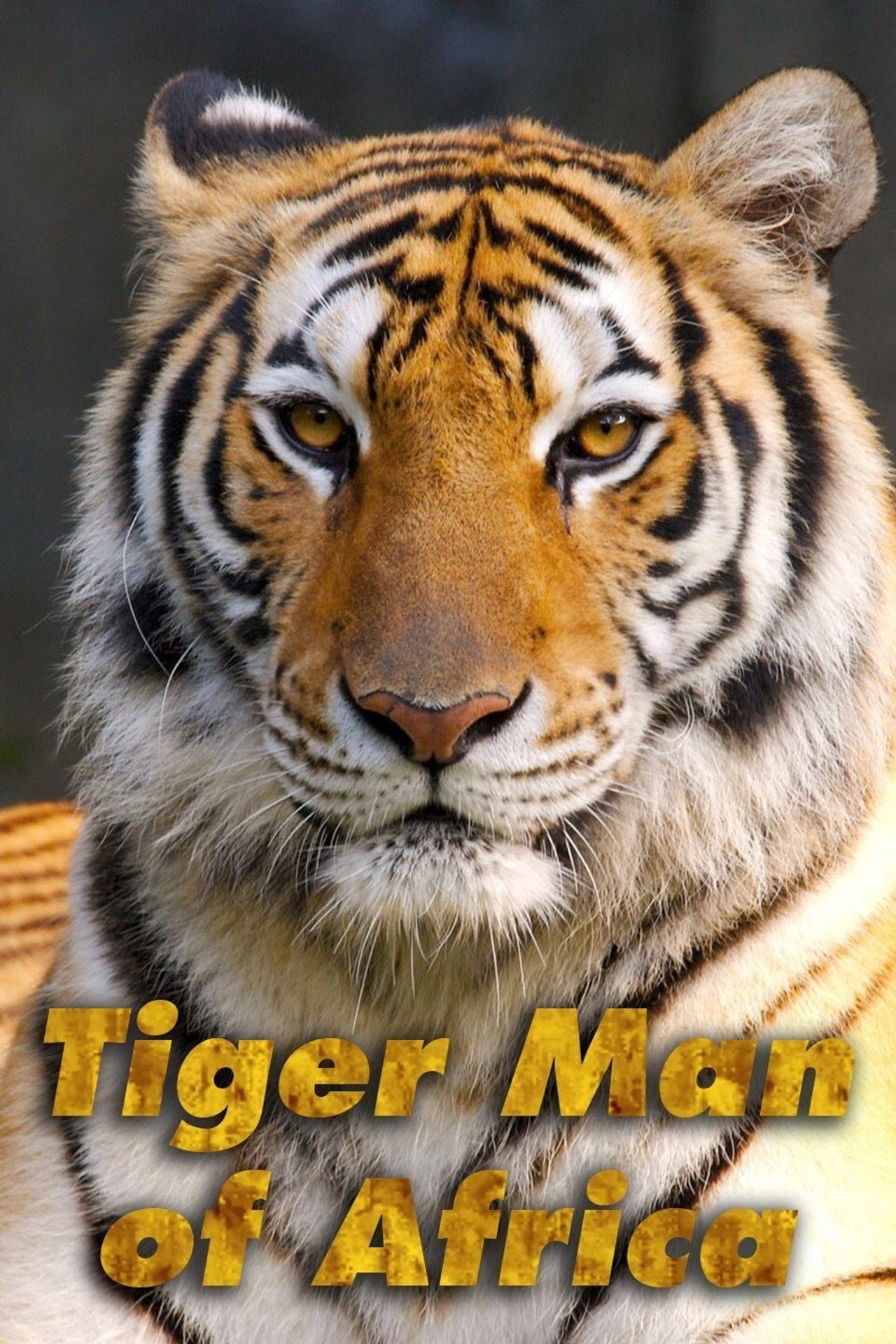 Tiger Man of Africa affisch