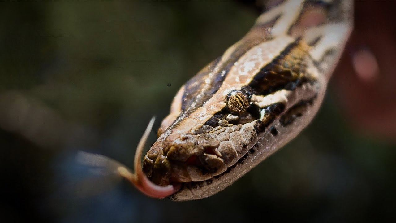 Python Invasion