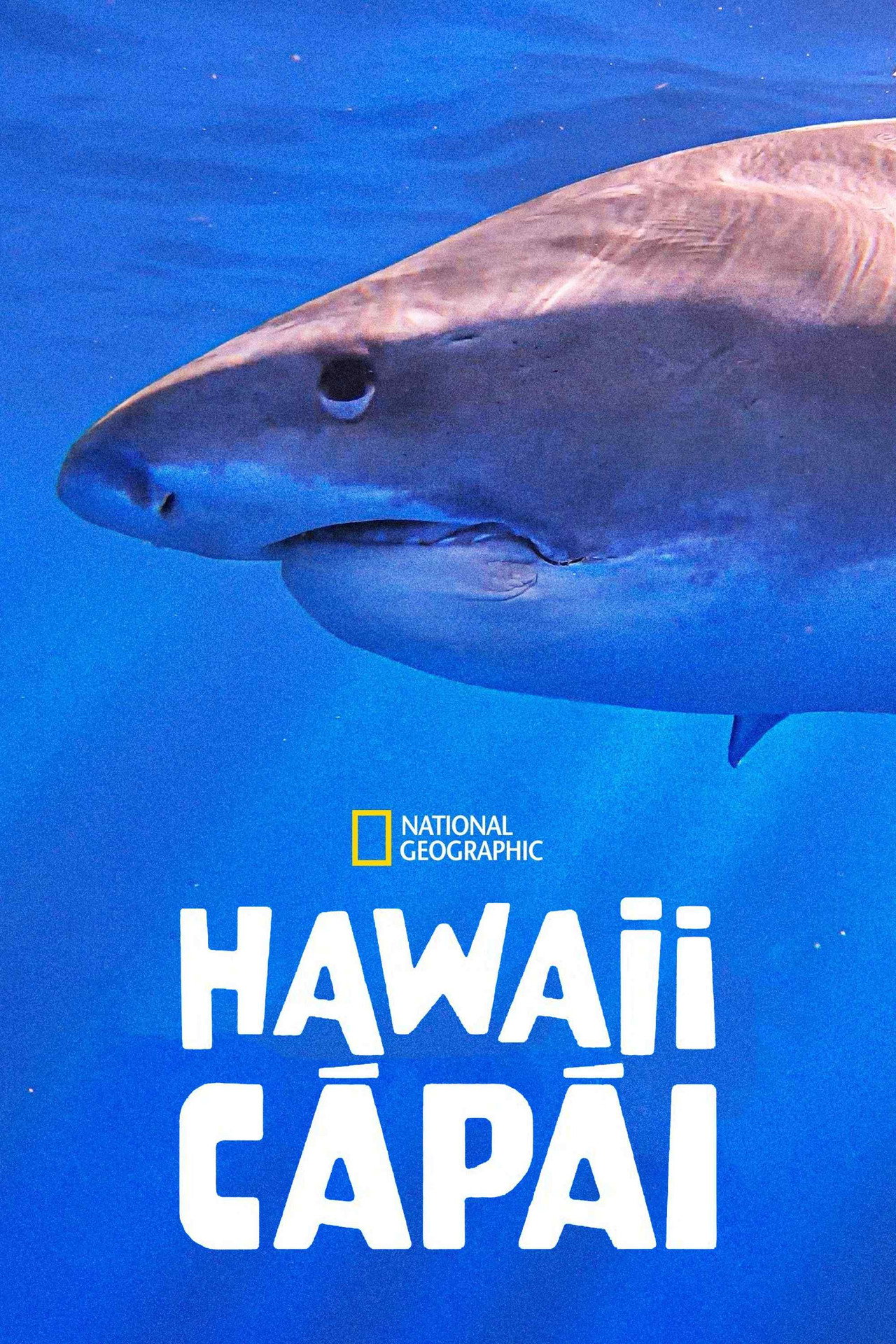 Hawaii cápái – plakát 4