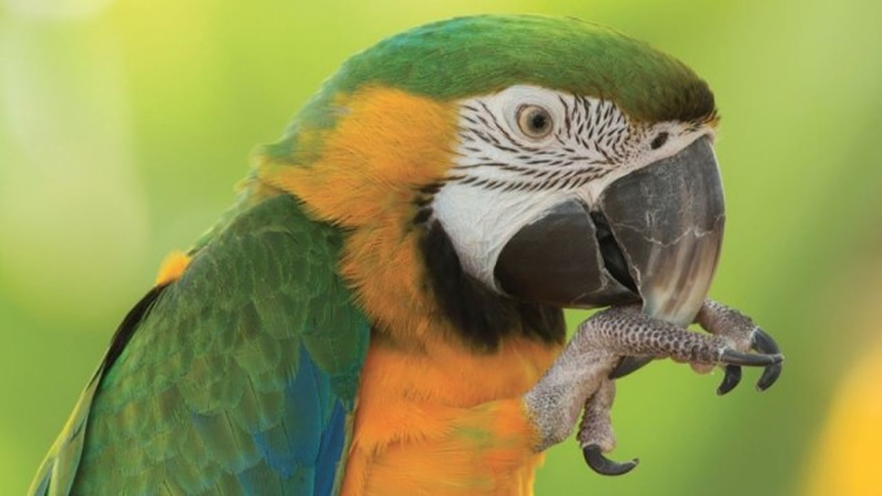 Size, Shape, and Color as Birding Tools