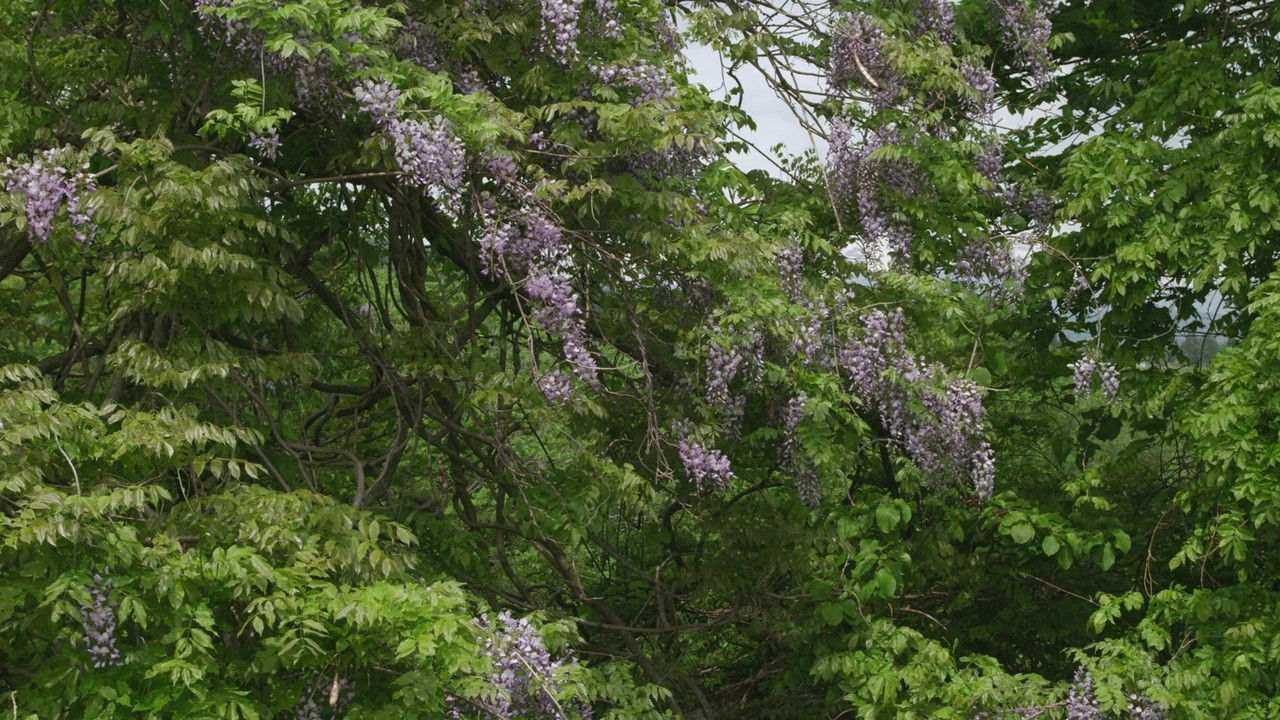 Little Forest: Winter/Spring backdrop
